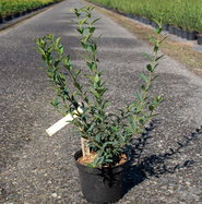 Gemeiner Liguster - Ligustrum vulgare gnstig kaufen