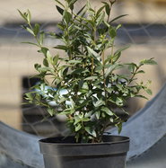 butterfly bush plant Buzz Midnight Butterfly Bush | Purple | Plant main image 1