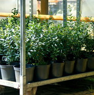 Gemeiner Liguster - Ligustrum vulgare gnstig kaufen