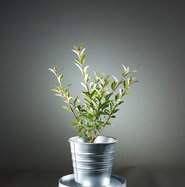blackberry bush plant Potted Blackberry - Baby Cakes main image 1