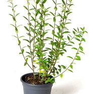 Liguster Atrovirens - Ligustrum vulgare Atrovirens gnstig kaufen