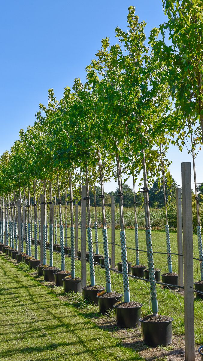 Amerikanischer Amberbaum Liquidambar styraciflua günstig online kaufen