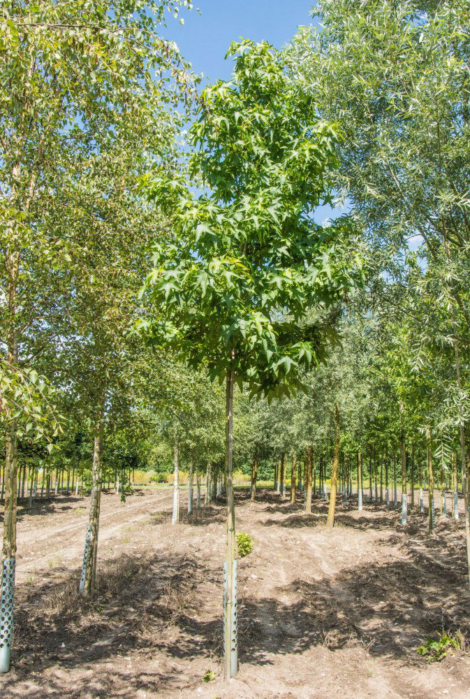 Amerikanischer Amberbaum Liquidambar styraciflua günstig online kaufen