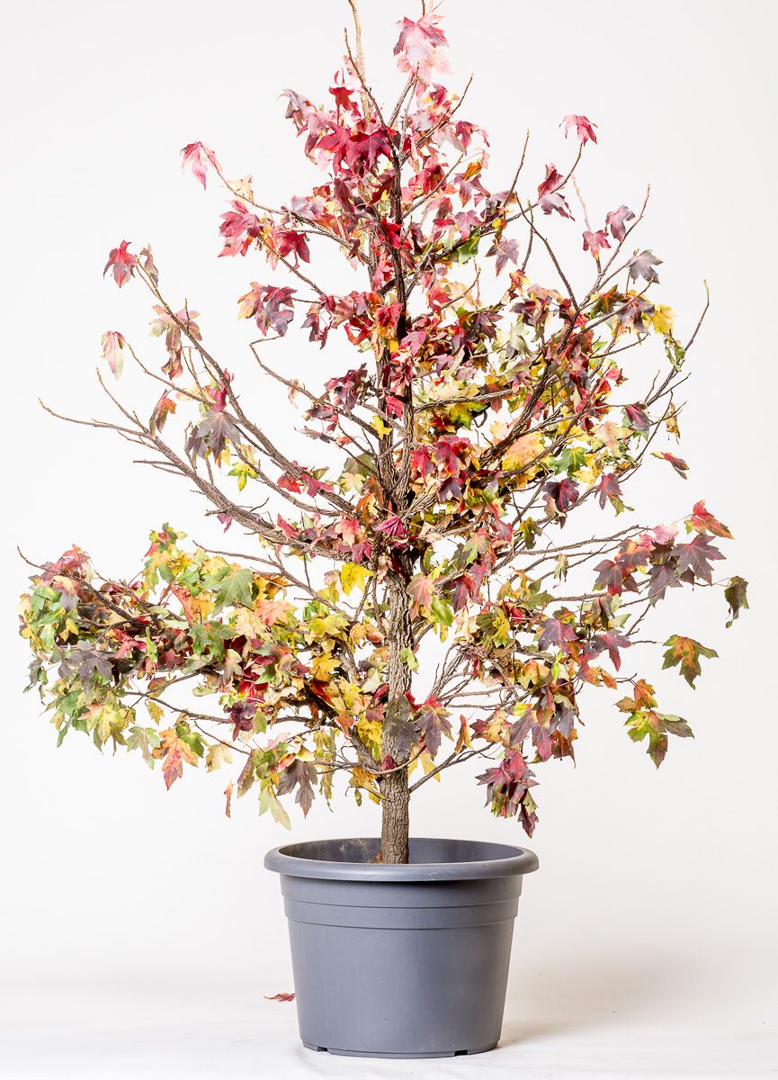 Amerikanischer Amberbaum Liquidambar styraciflua günstig online kaufen