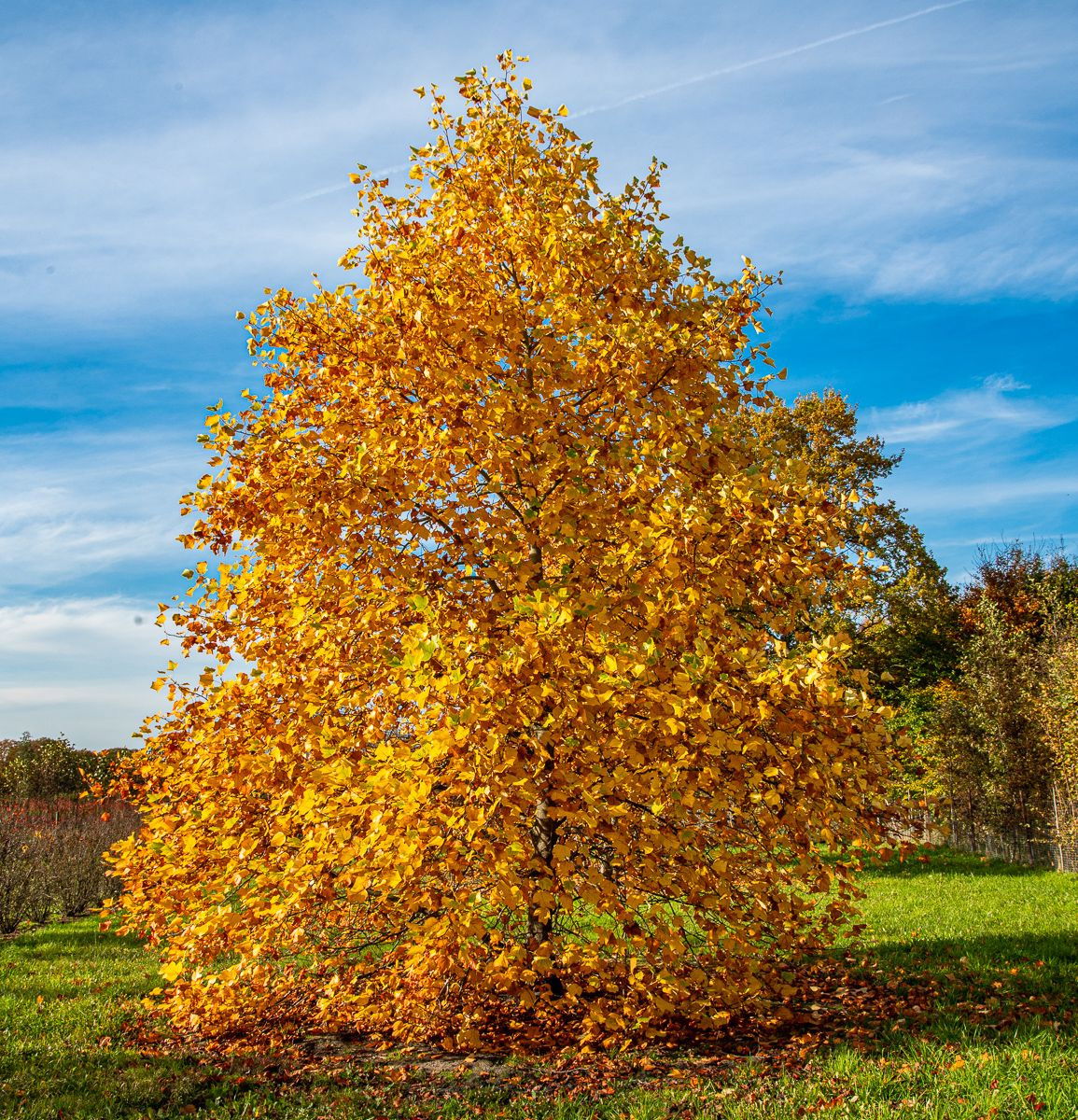 Tulpenbaum Liriodendron Tulipifera - Amerikanischer Zierbaum 45-50cm