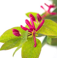 Tatarische Heckenkirsche Arnold Red - Lonicera tatarica Arnold Red gnstig  kaufen