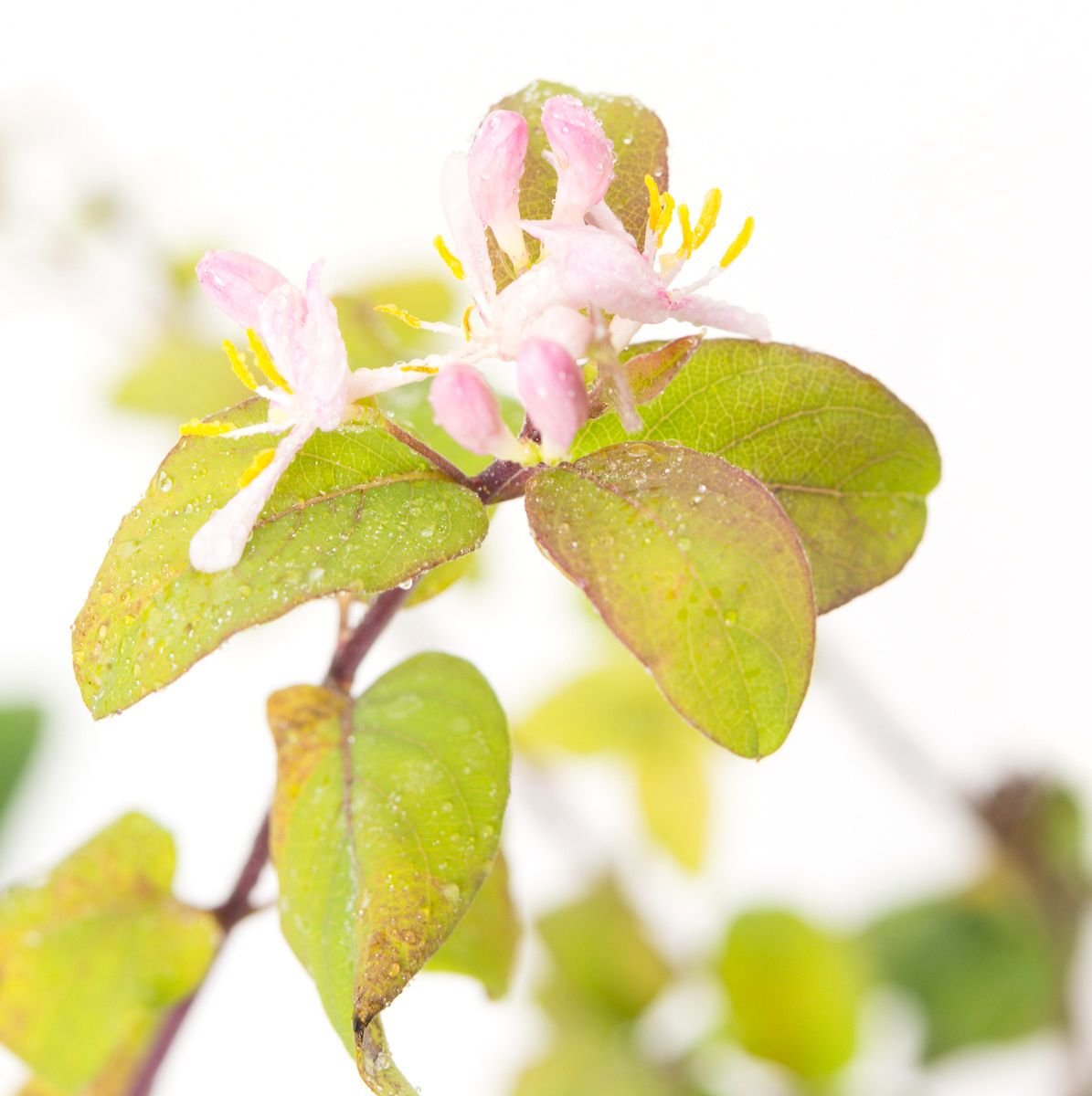 Heckenkirsche - Lonicera korolkowii zabelii gnstig kaufen