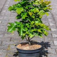 Quercus palustris Green Dwarf - Sumpf-Eiche Green Dwarf | jetzt gnstig  online kaufen!