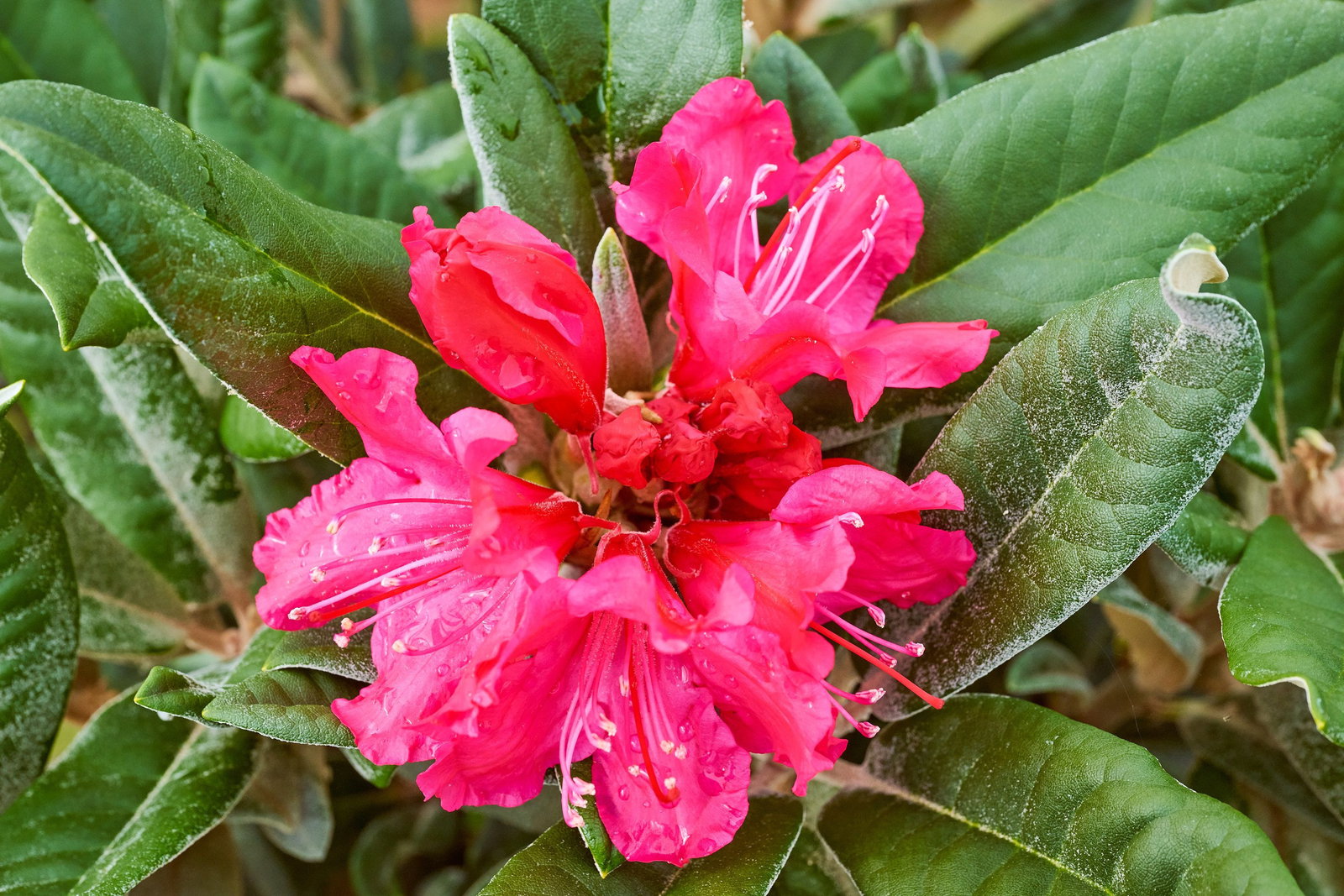 Rhododendron September Red - Rhododendron hybride September Red gnstig  kaufen