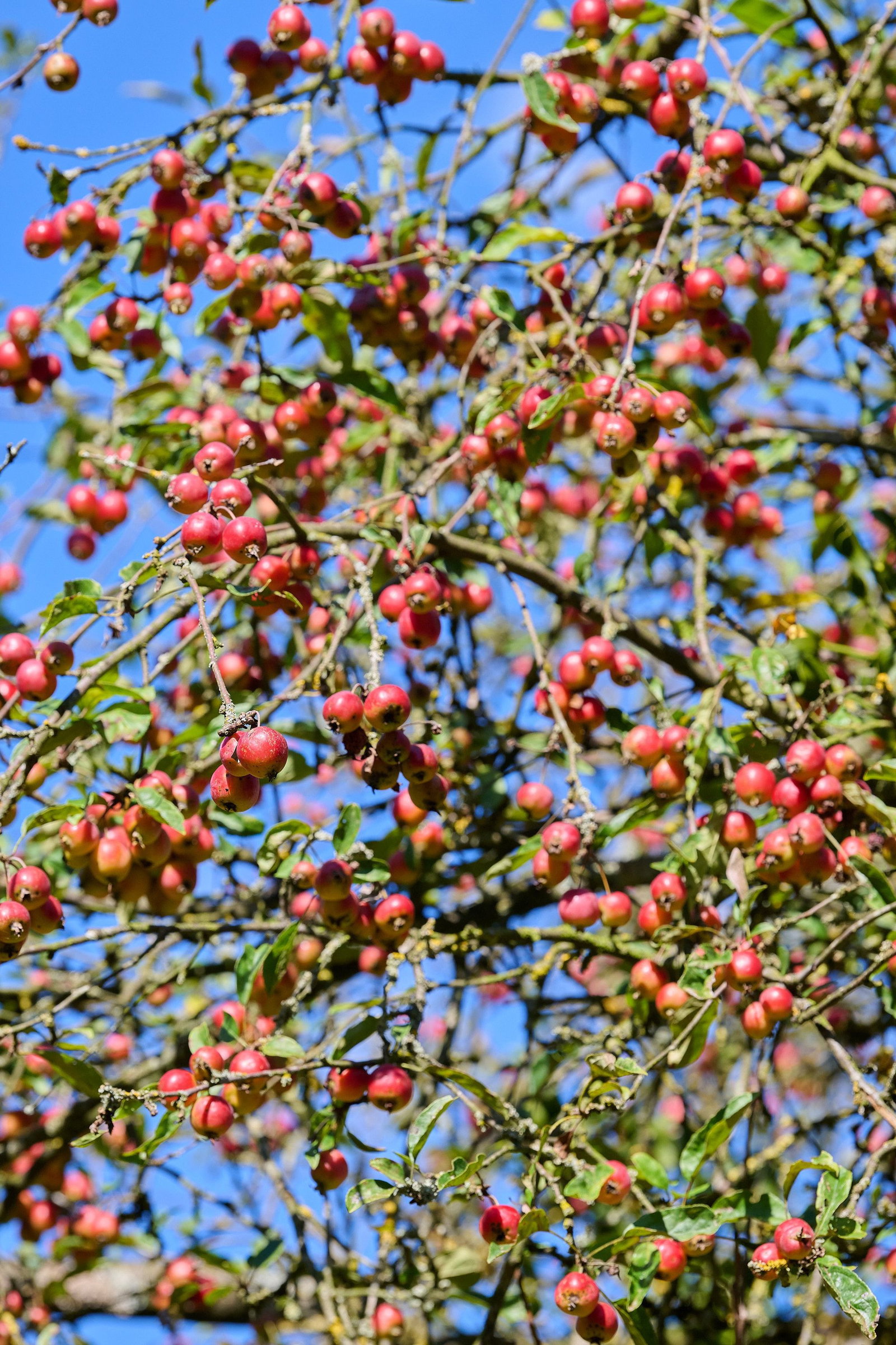 Zierapfel Striped Beauty - Malus Hybride Striped Beauty gnstig kaufen