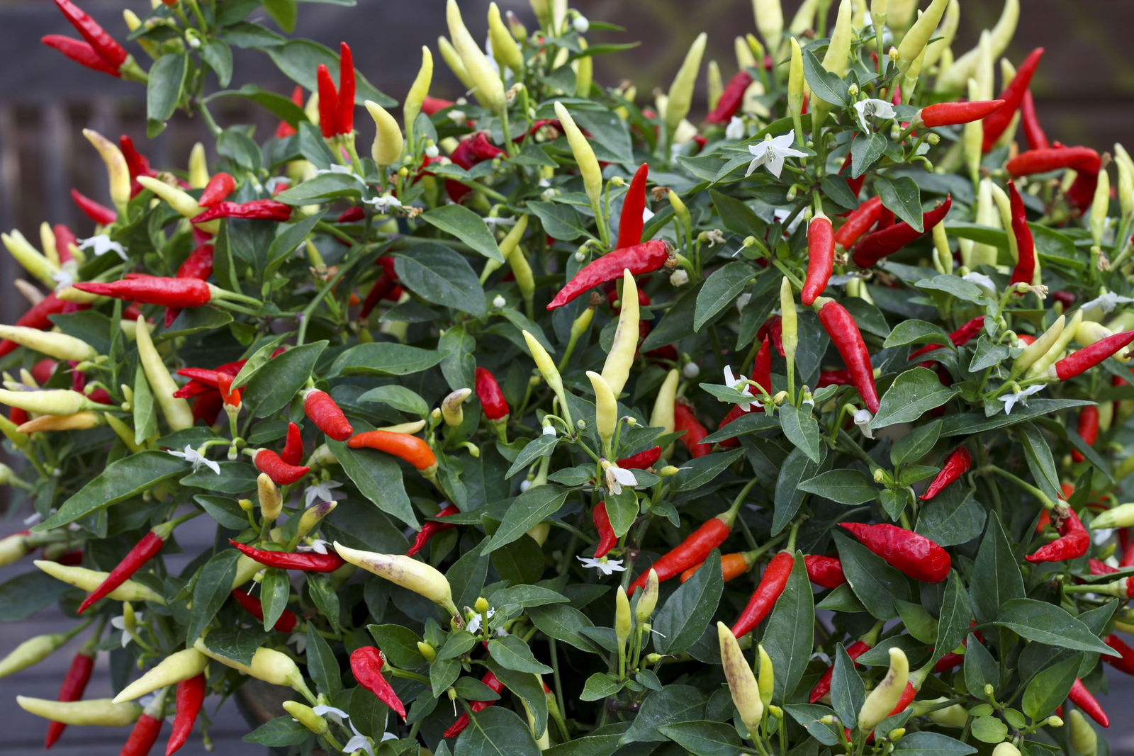 Bio Ampel Chili Blu Capsicum annuum günstig kaufen
