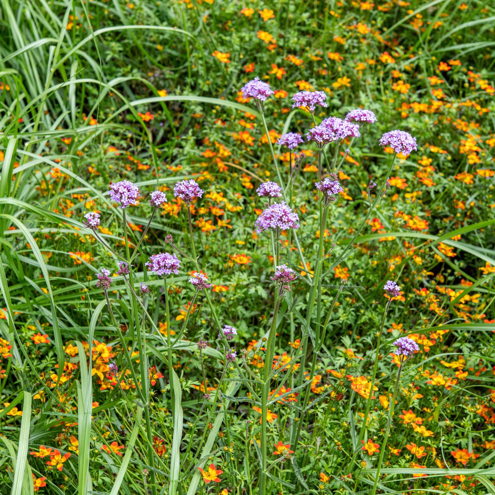 papyrus düngen Cyperus - Zyperngras - Wasserpalme - Papyrusgras - Wasserpflanze