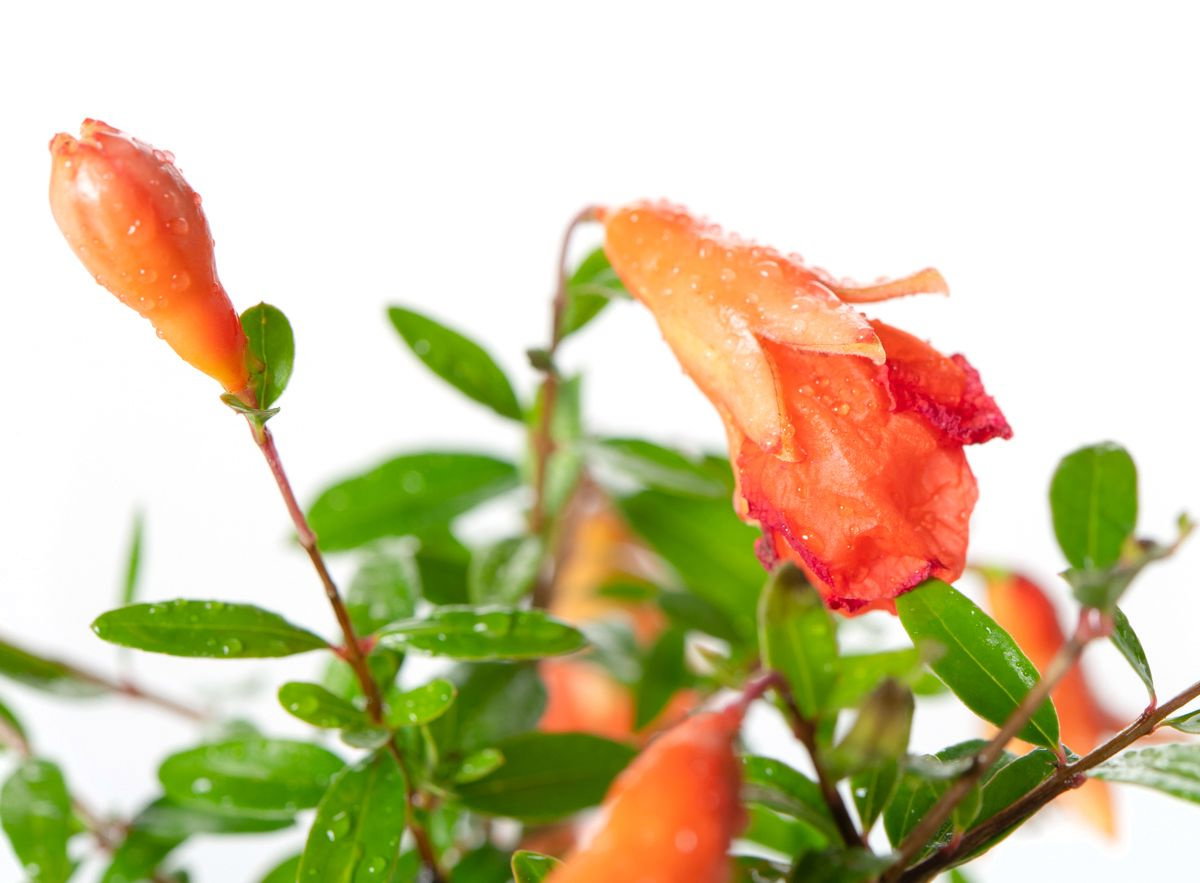 Granatapfel Bonsai - Punica granatum Bonsai gnstig kaufen