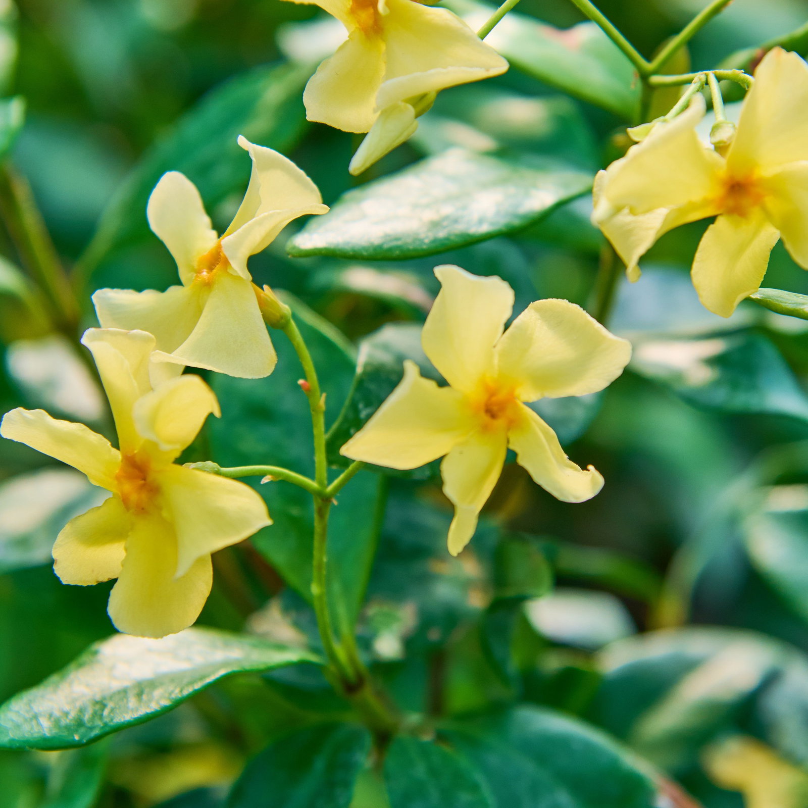 schismatoglottis variegata Schismatoglottis Wallichii Variegated  Greenroom Planter