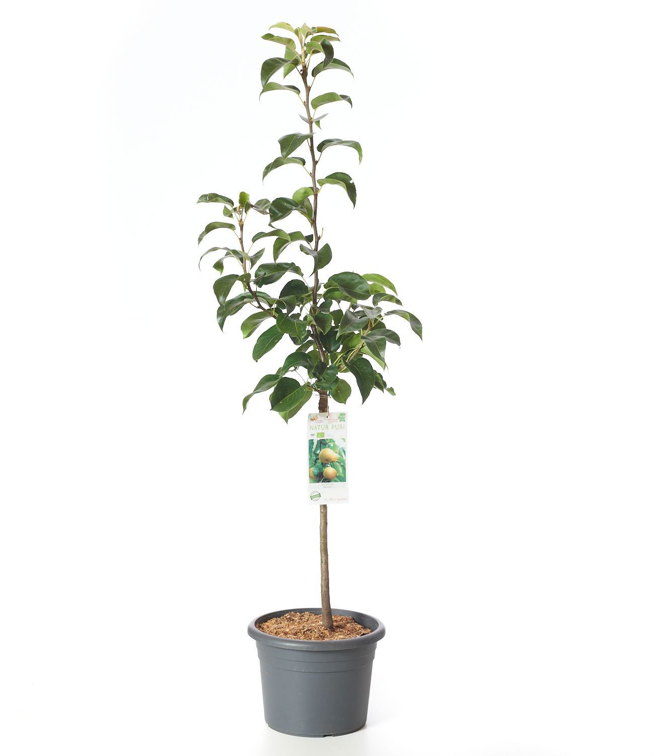 Bio Nashi Nijisseiki Bio Pyrus pyrifolia Nijisseiki günstig kaufen