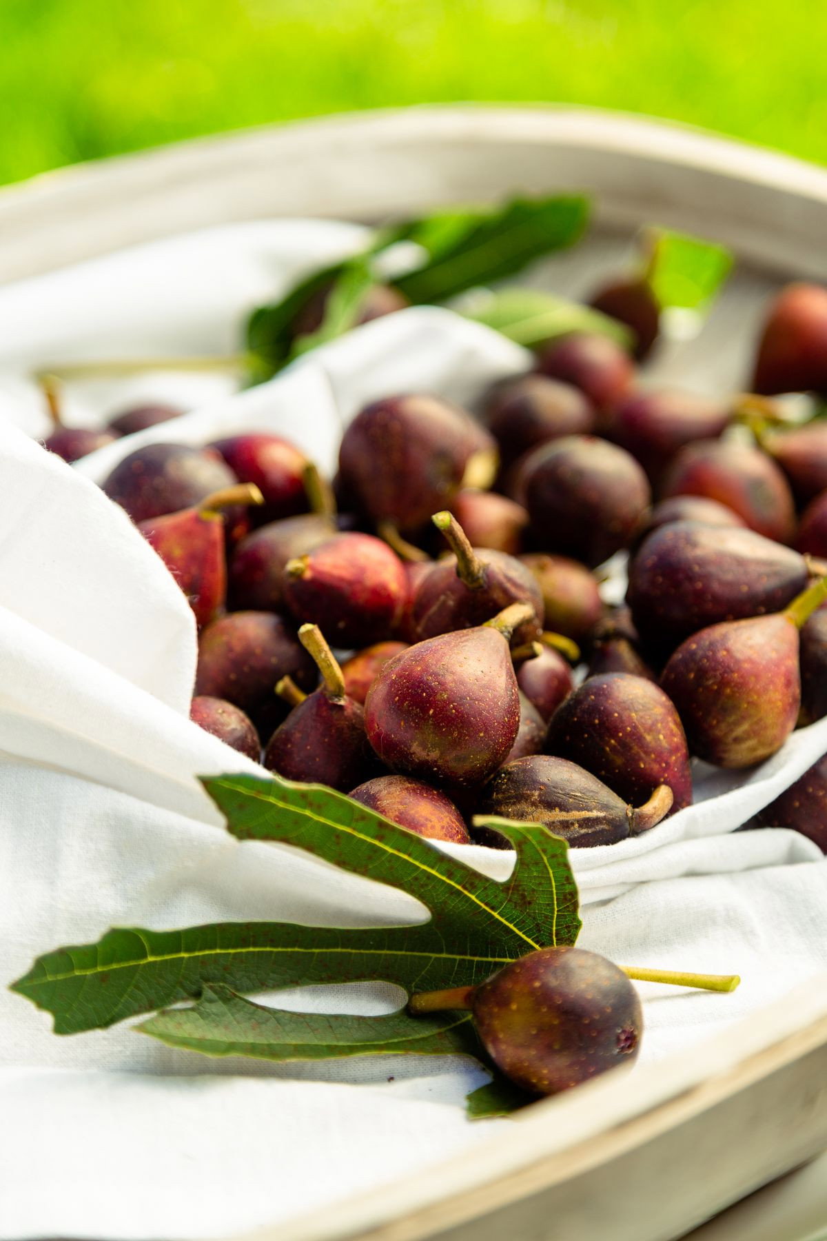 Zwerg Feige Little Miss Figgy Ficus carica Little Miss Figgy günstig