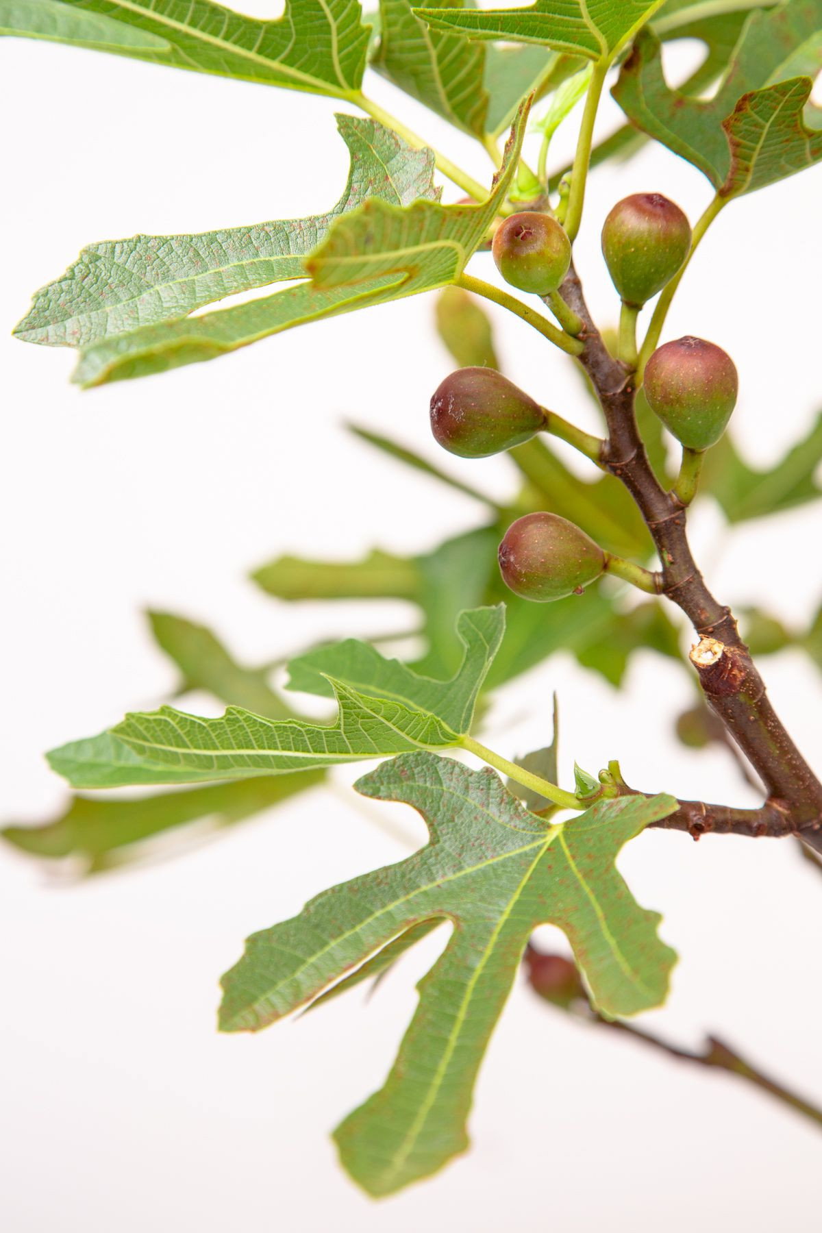 Zwerg Feige Little Miss Figgy Ficus carica Little Miss Figgy günstig