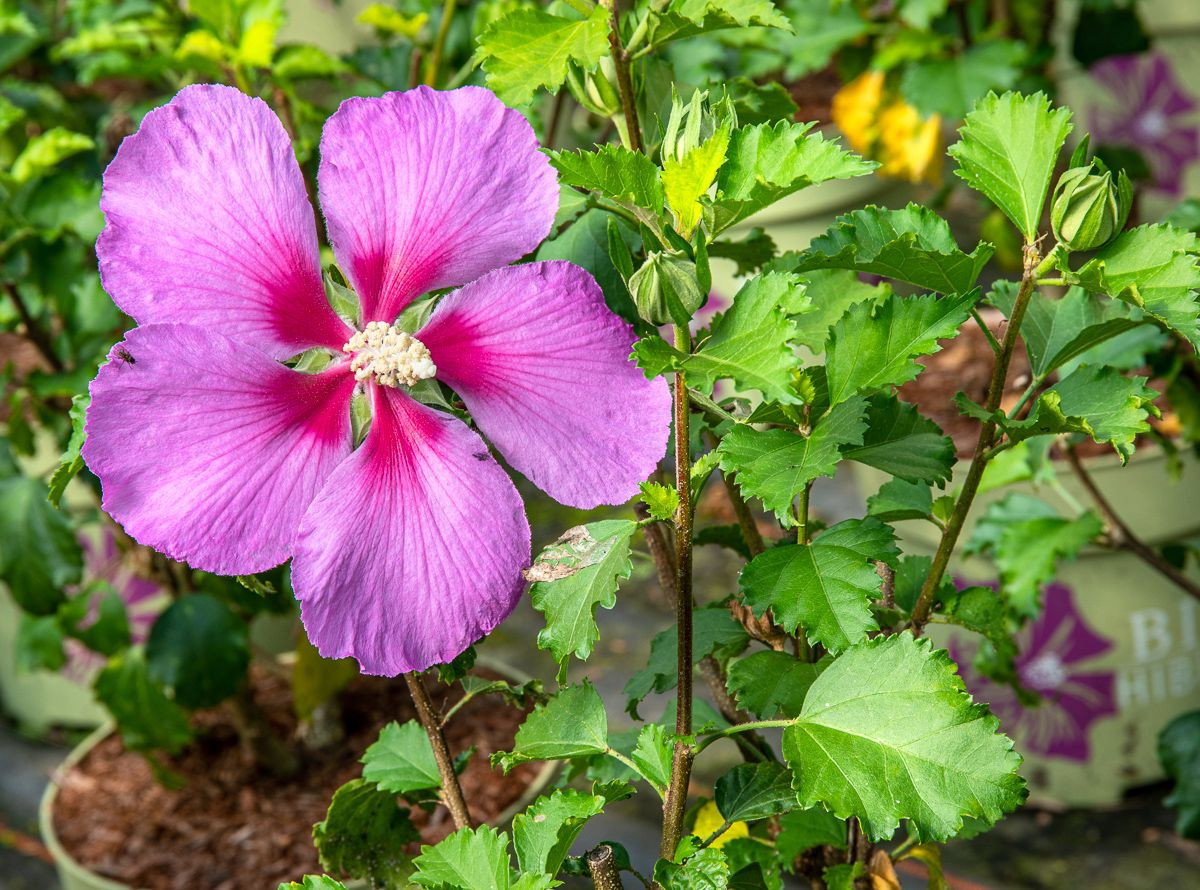 Hibiskus Big Hibiskiss Hibiscus syriacus Big Hibiskiss günstig kaufen