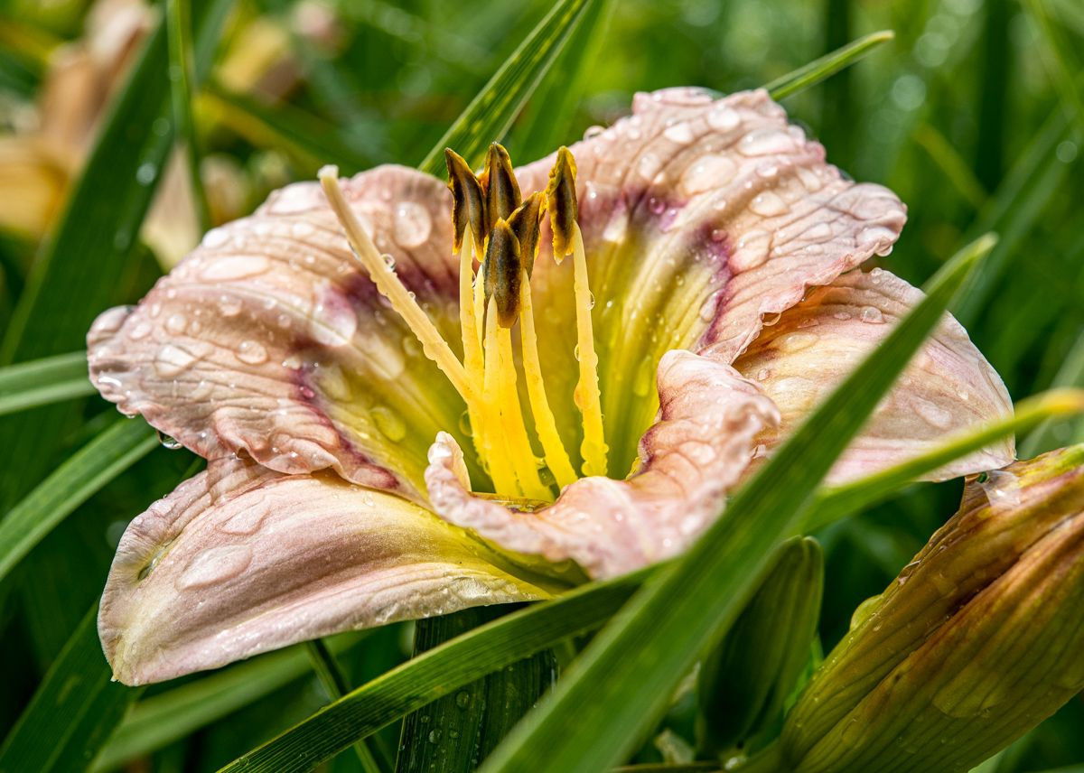 Taglilie Baby Blues Hemerocallis Baby Blues günstig kaufen
