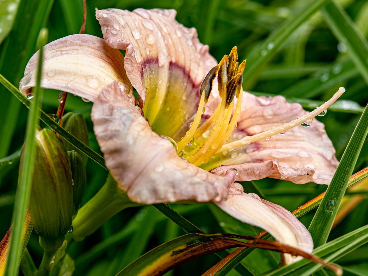 Taglilie Baby Blues Hemerocallis Baby Blues günstig kaufen