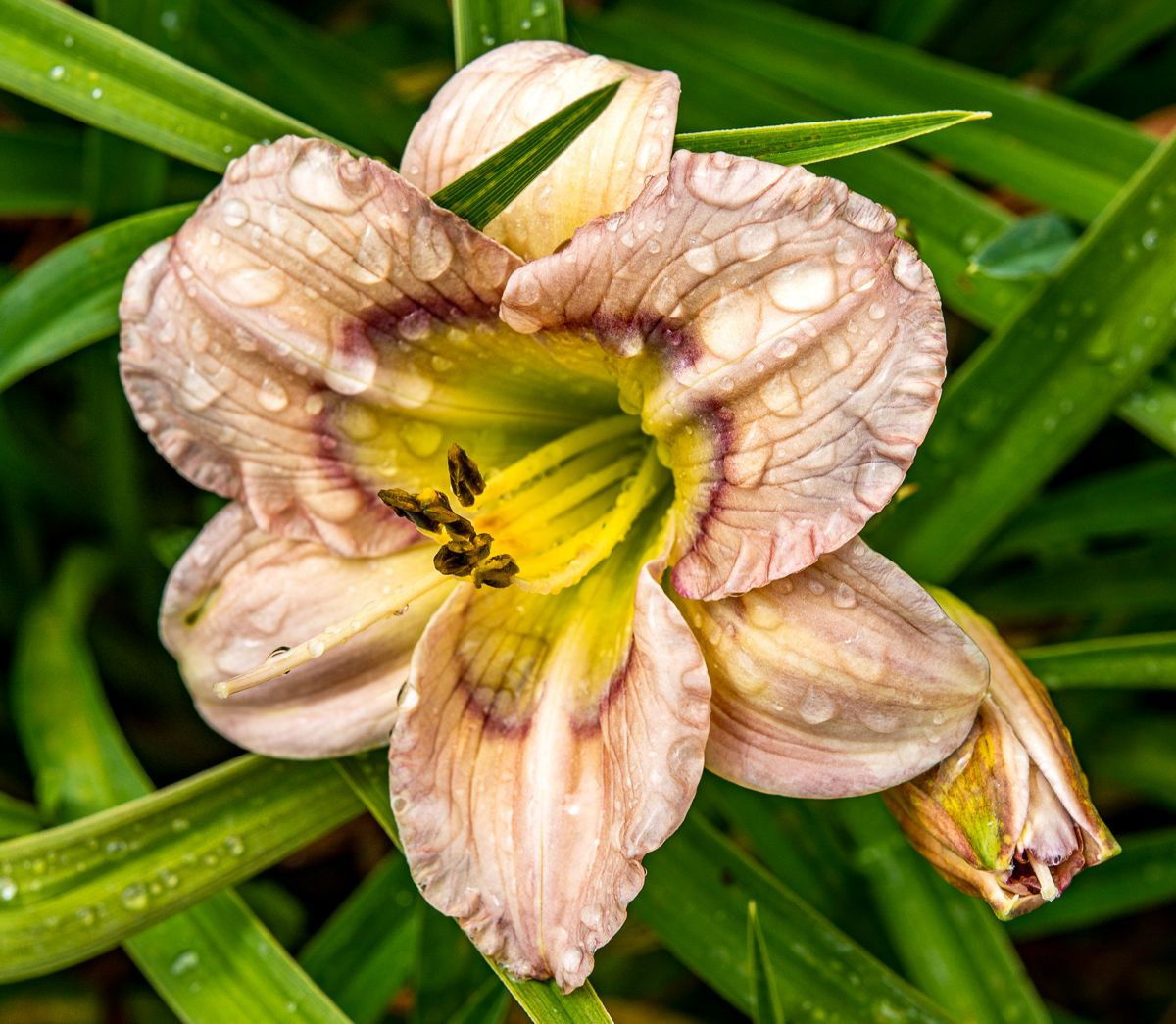 Taglilie Baby Blues Hemerocallis Baby Blues günstig kaufen