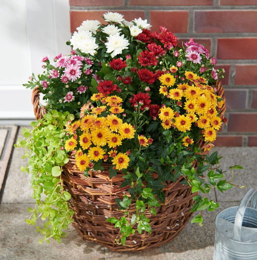 Korb aus Weide Weidenkorb günstig kaufen