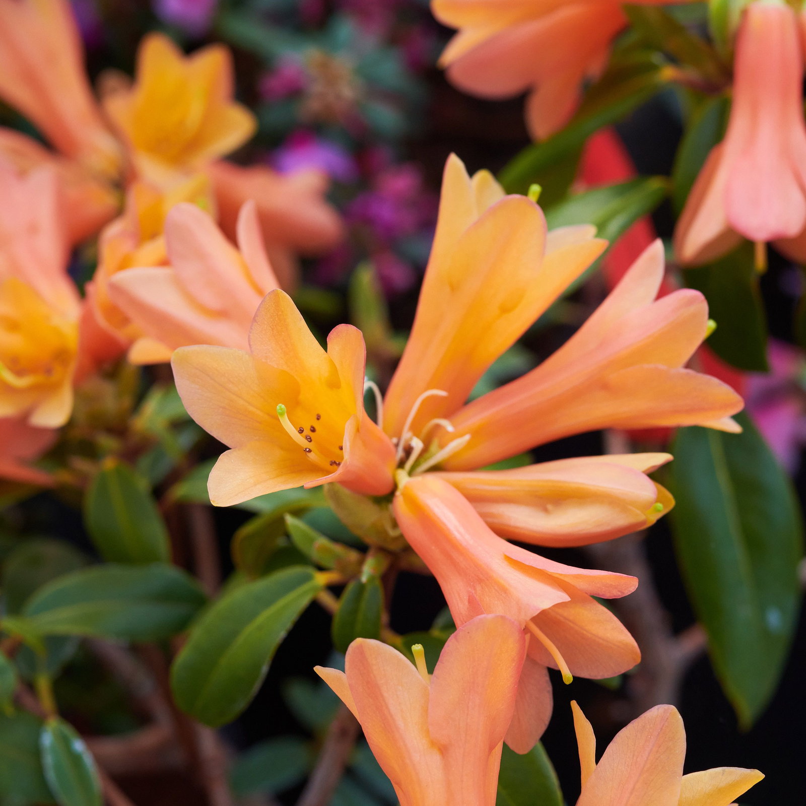 Rhododendron Dr. Heger - Rhododendron cinnabarinum Dr. Heger gnstig kaufen