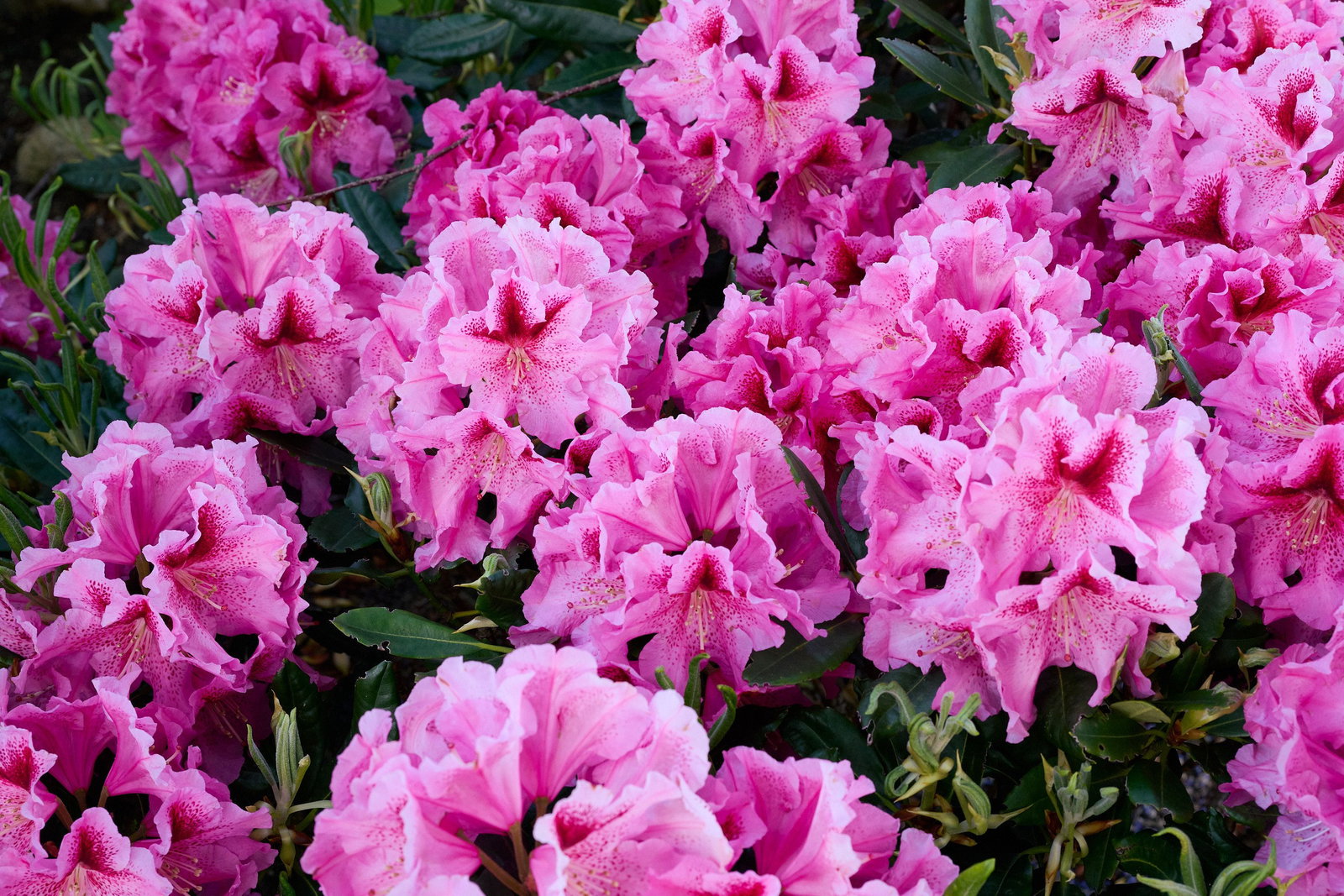 Rhododendron Lady Like - Rhododendron Hybride Lady Like gnstig kaufen