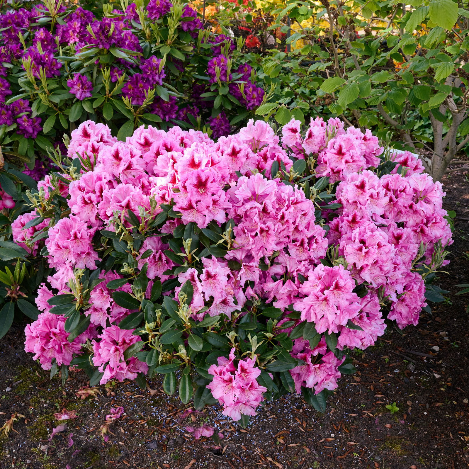 rhododendron staccato Hardijzer's Beauty