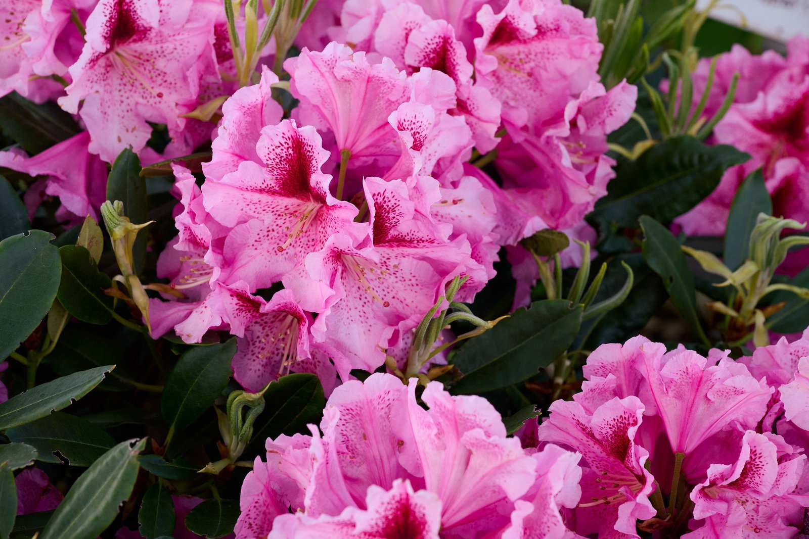 Rhododendron Lady Like - Rhododendron Hybride Lady Like gnstig kaufen