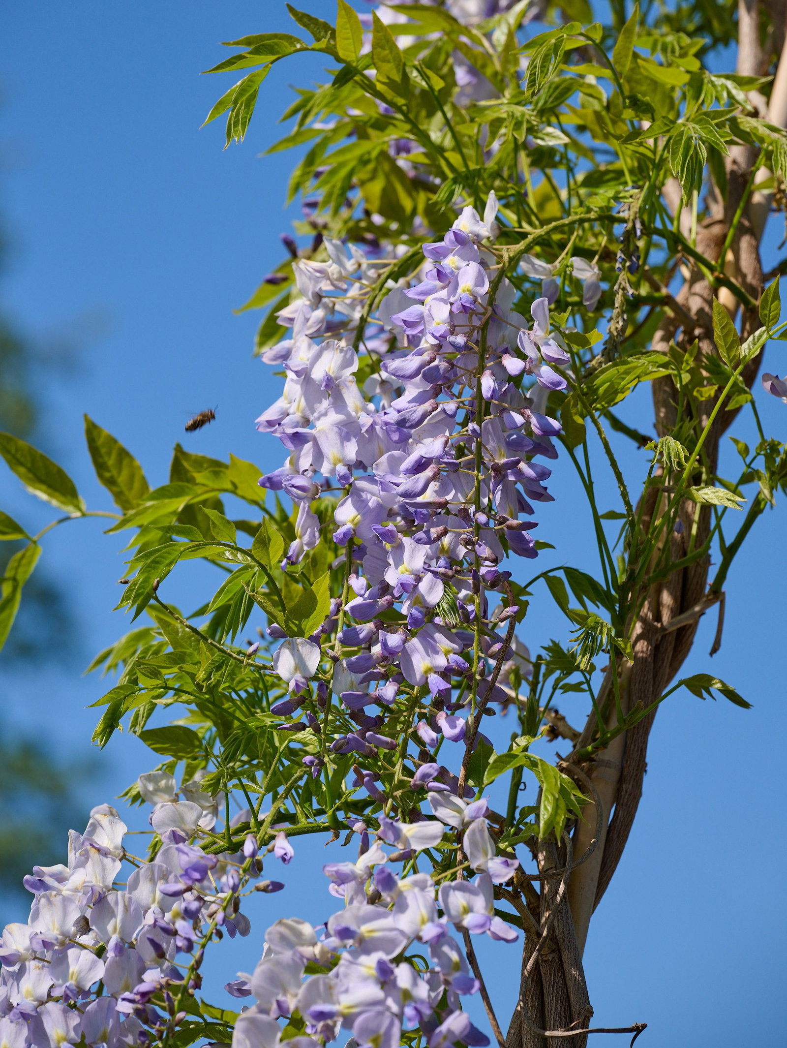 Blauregen 'Blue Moon' Wisteria Macrostachya  Winterharte  Duft-Kletterpflanze Mit Lila Blten, 140-180 Cm