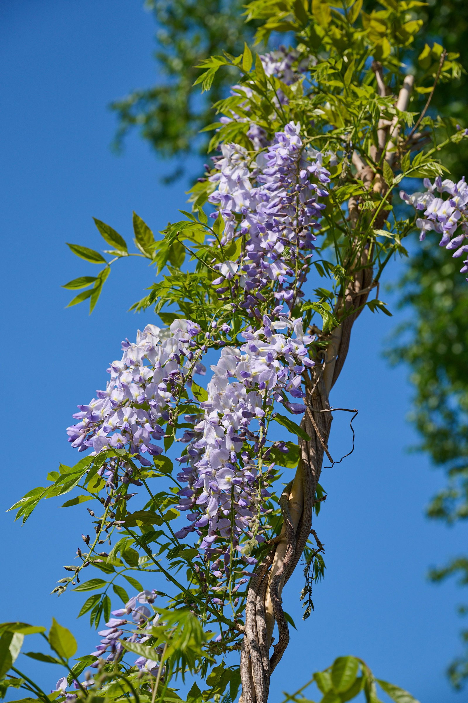 Blauregen Blue Moon - Wisteria Macrophylla Blue Moon gnstig kaufen