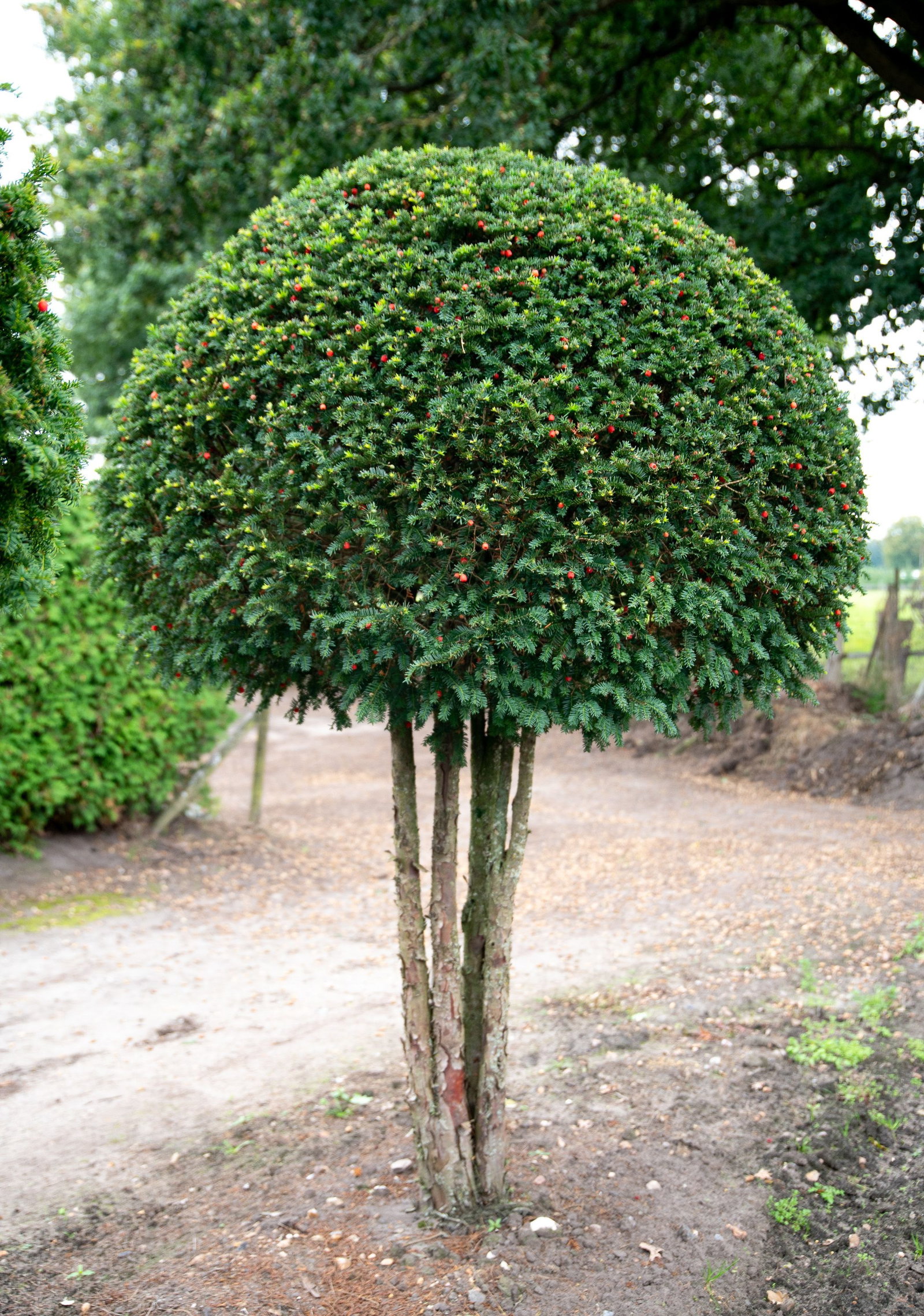 Eibe Kugel auf Stamm Einzelstck - Taxus baccata Kugel auf Stamm gnstig  kaufen