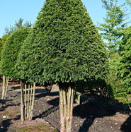 Eibe Kegel auf Stamm Einzelstck - Taxus baccata Kegel auf Stamm gnstig  kaufen