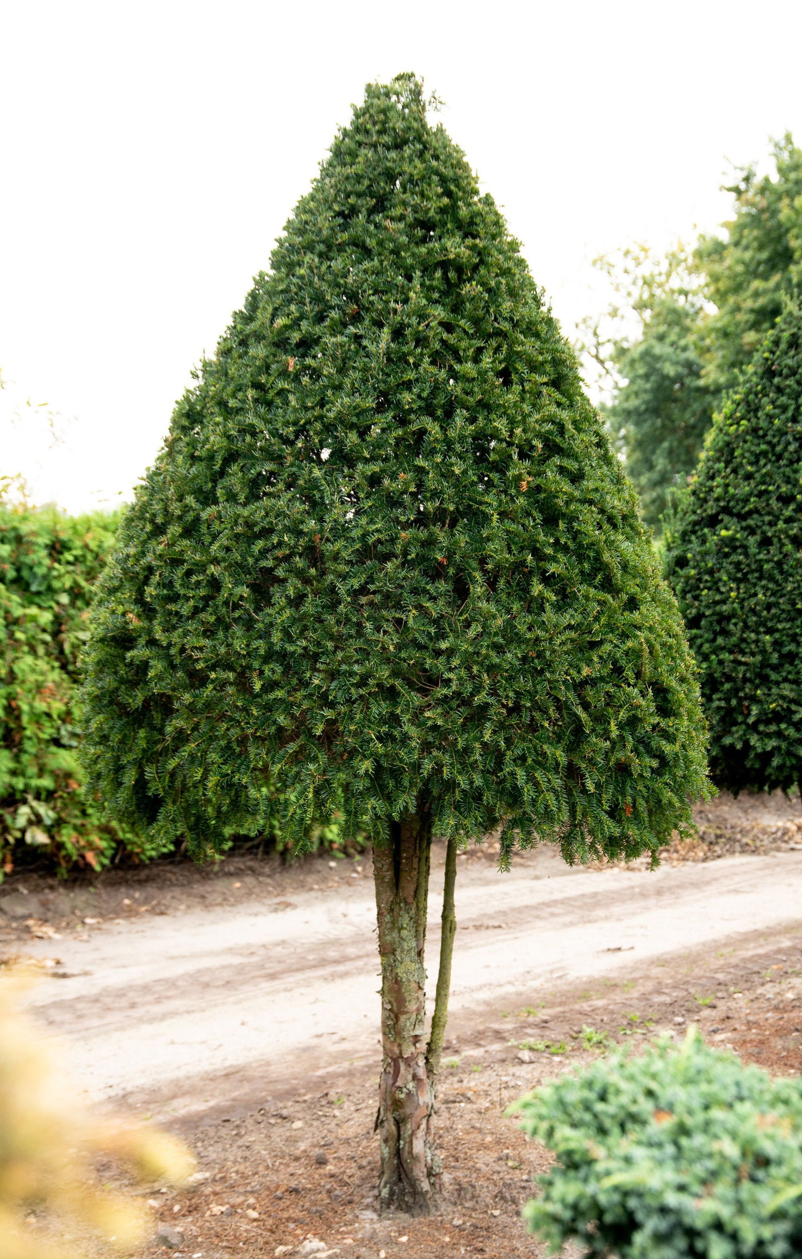 hedera helix wonder Efeu 'Wonder' - Hedera helix wonder main image 0