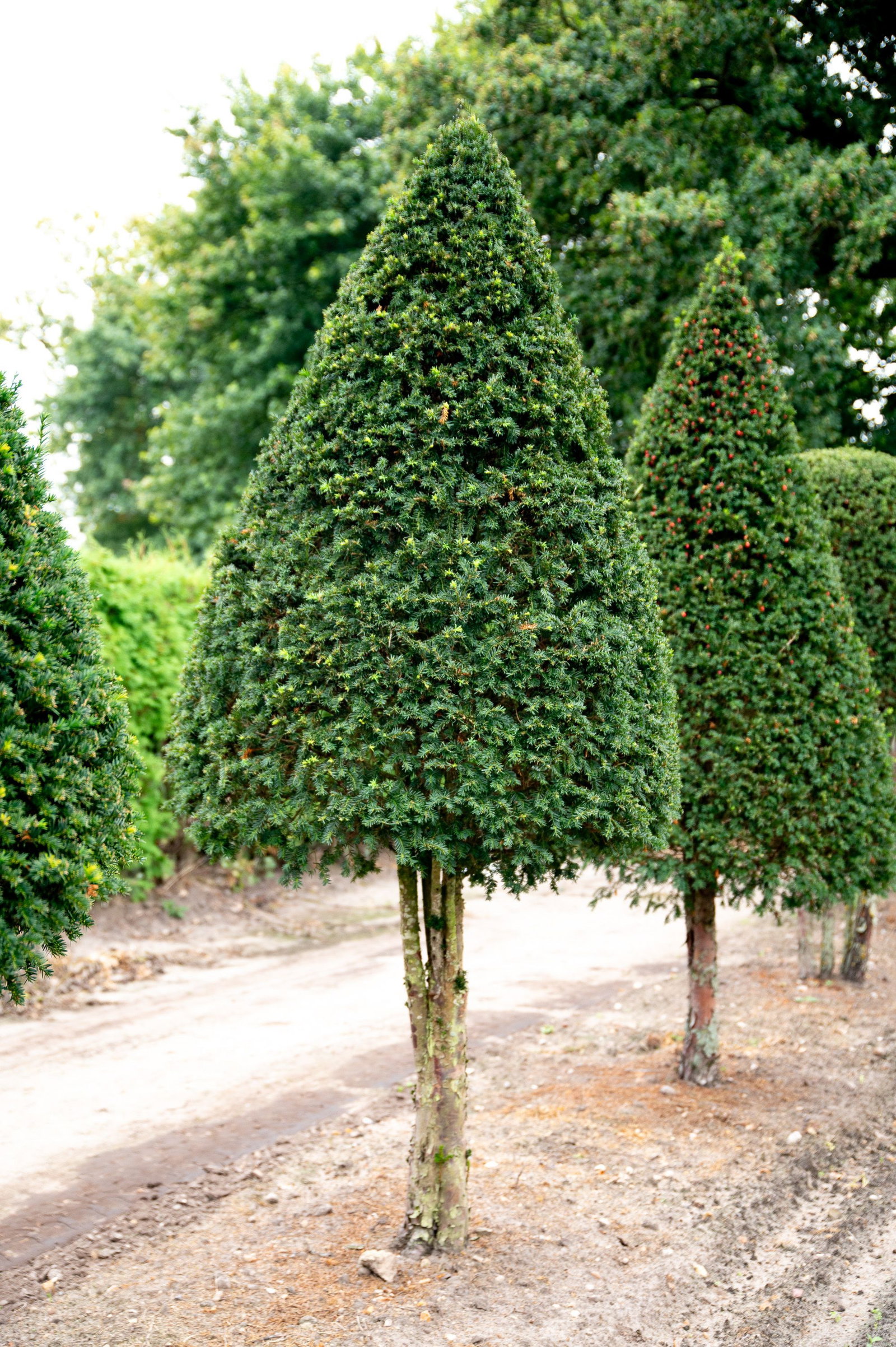 Eibe Kegel auf Stamm Einzelstck - Taxus baccata Kegel auf Stamm gnstig  kaufen