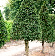 Eibe Kegel auf Stamm Einzelstck - Taxus baccata Kegel auf Stamm gnstig  kaufen