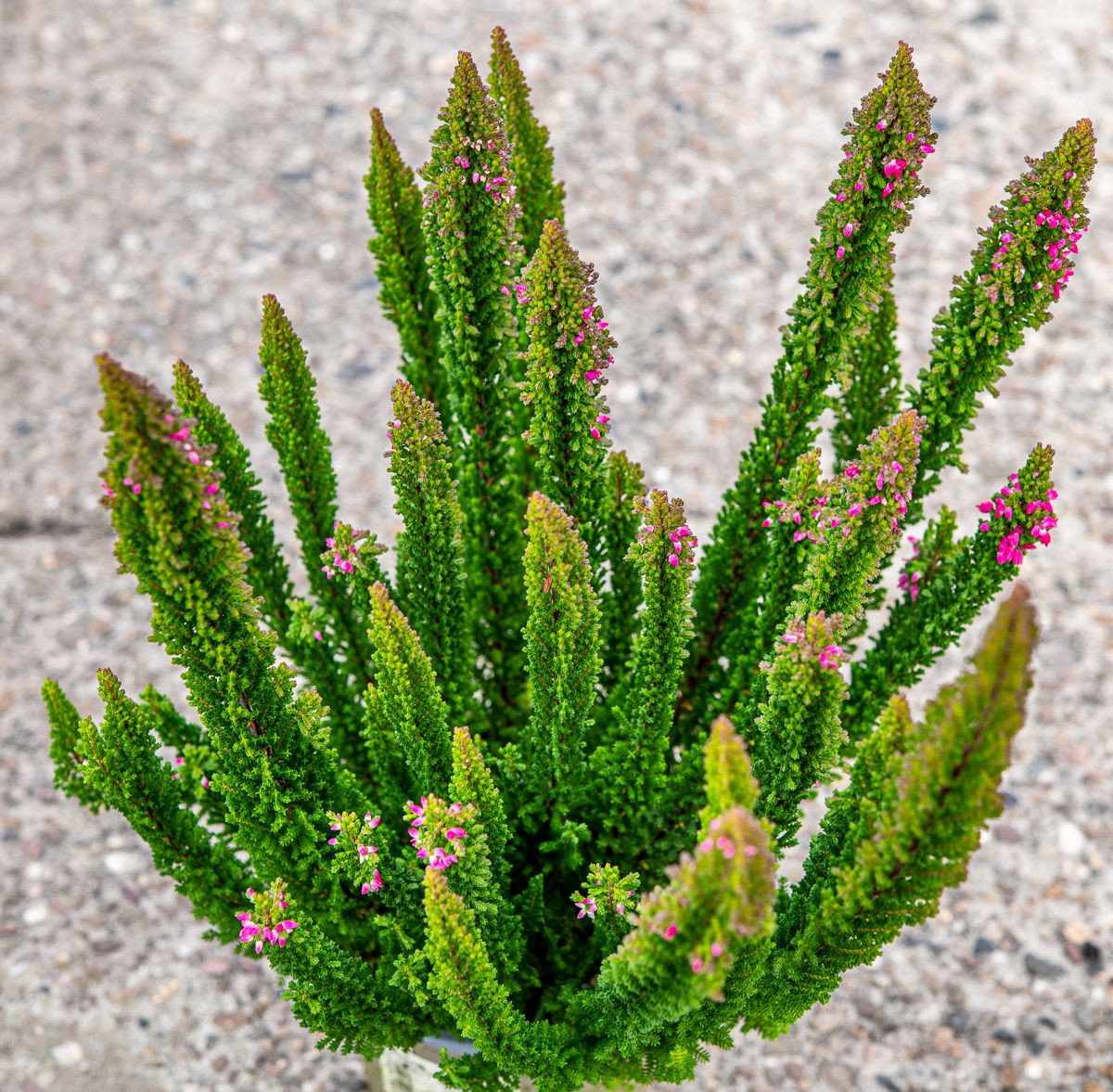 Erstaunlich Calluna Vulgaris Skyline Fotos