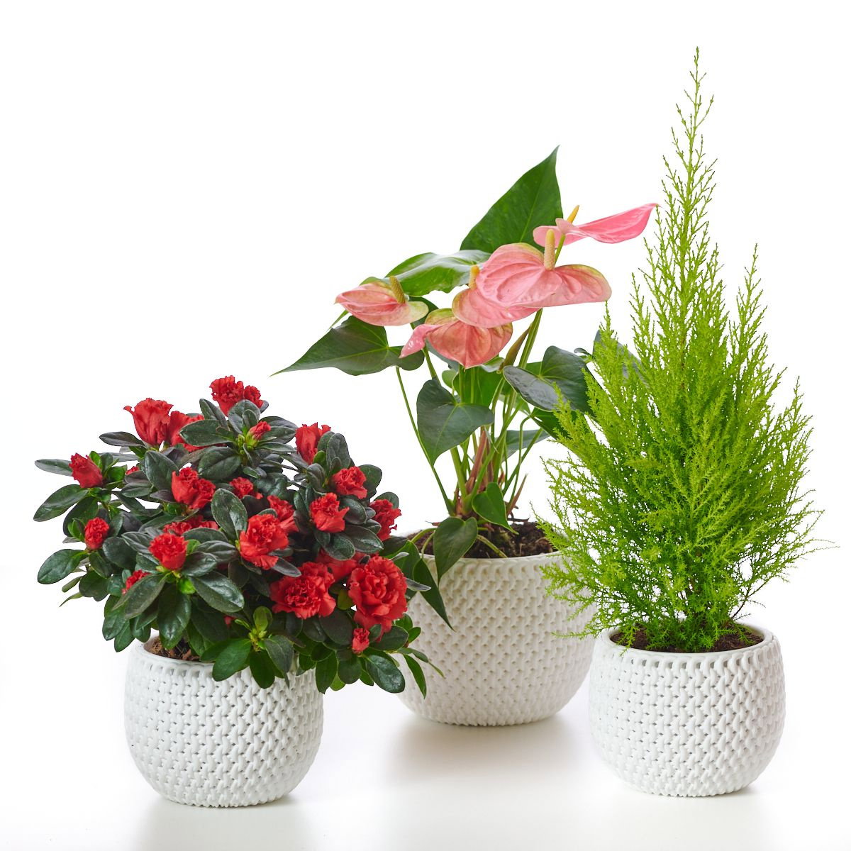 Zimmerpflanzen - winterliches Home-Office-Paket - Wintermix der  Zimmerpflanzen gnstig kaufen