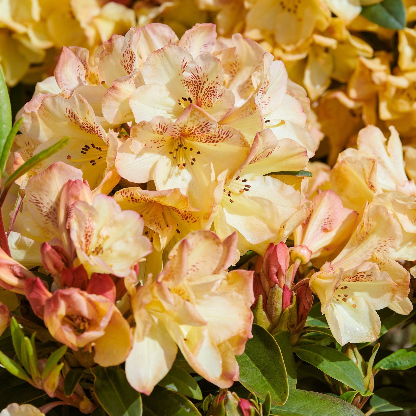 Rhododendron Savanna Gold - Rhododendron Hybride Savanna Gold gnstig kaufen