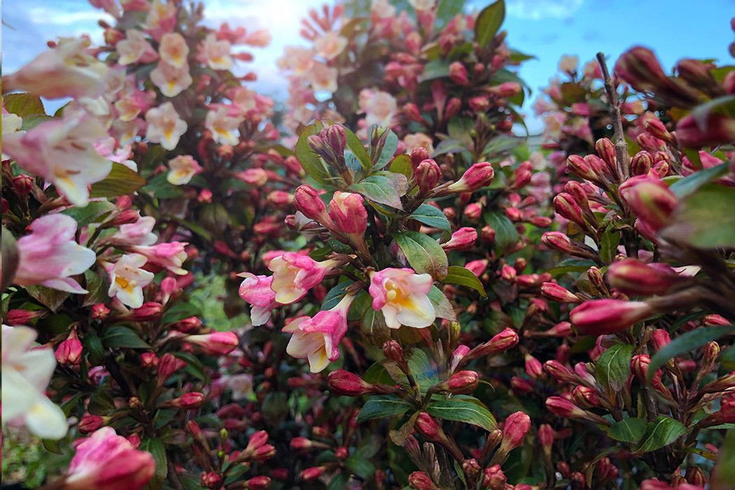 ZwergWeigelie Vintage Love Weigela florida Vintage Love günstig kaufen