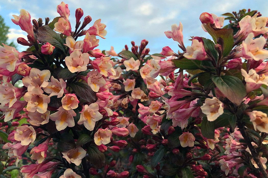 ZwergWeigelie Vintage Love Weigela florida Vintage Love günstig kaufen