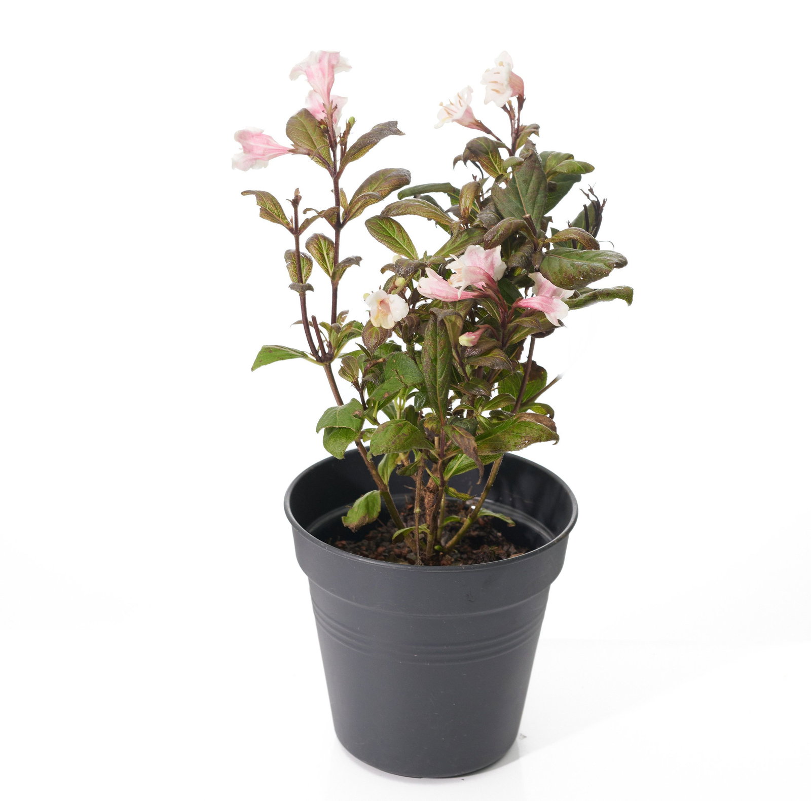 ZwergWeigelie Vintage Love Weigela florida Vintage Love günstig kaufen