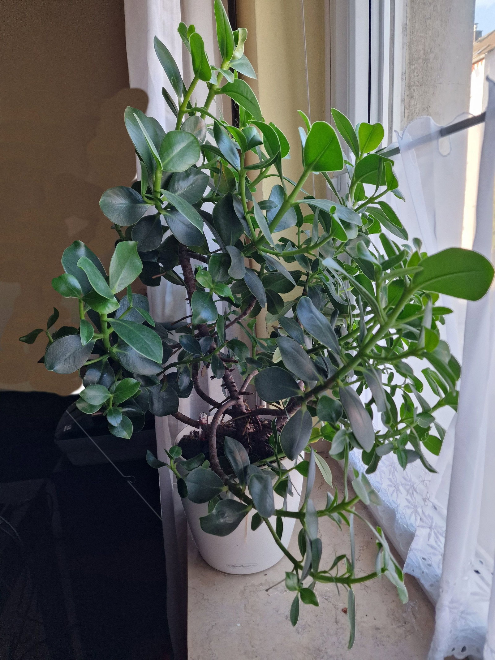 Balsamapfel - Clusia rosea gnstig kaufen