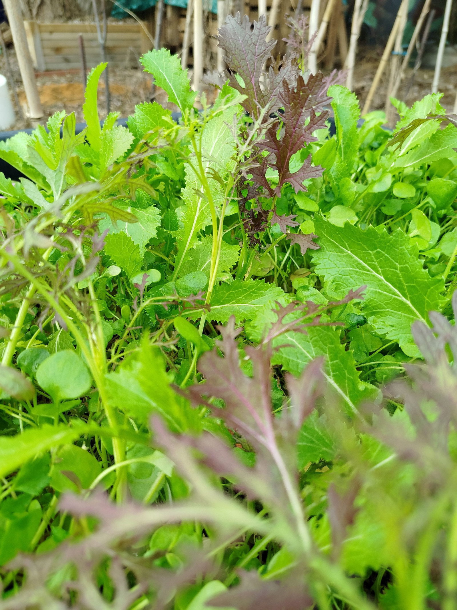 Asia Salat Als Gemse