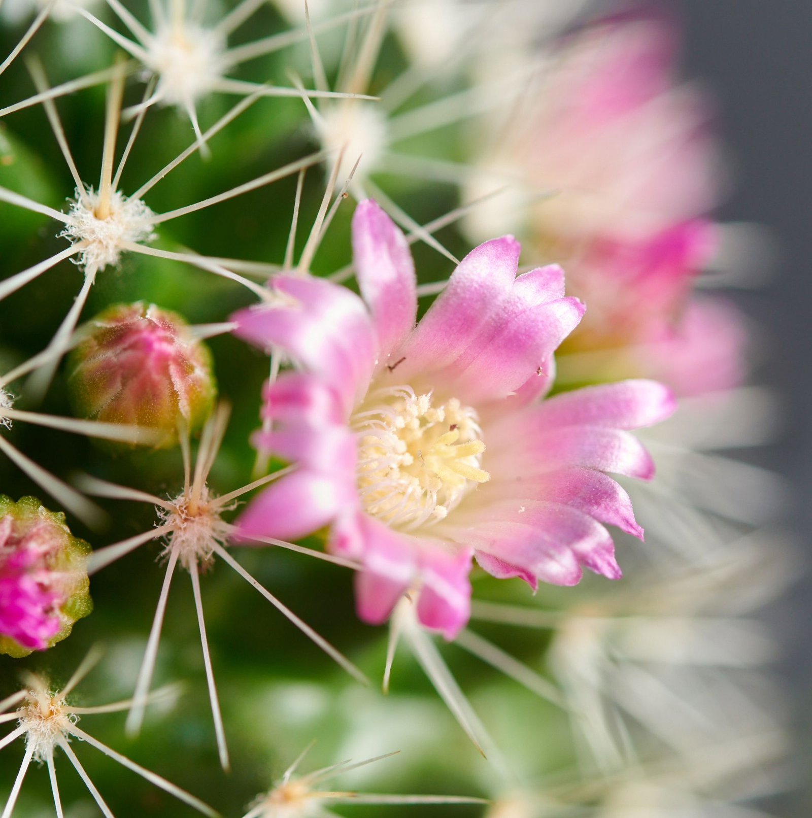 Mammillaria Polythele Warzenkaktus 16cm Hhe Im 11er Topf - Pflegeleichter  Anfngerkaktus Mammilaria Polythele
