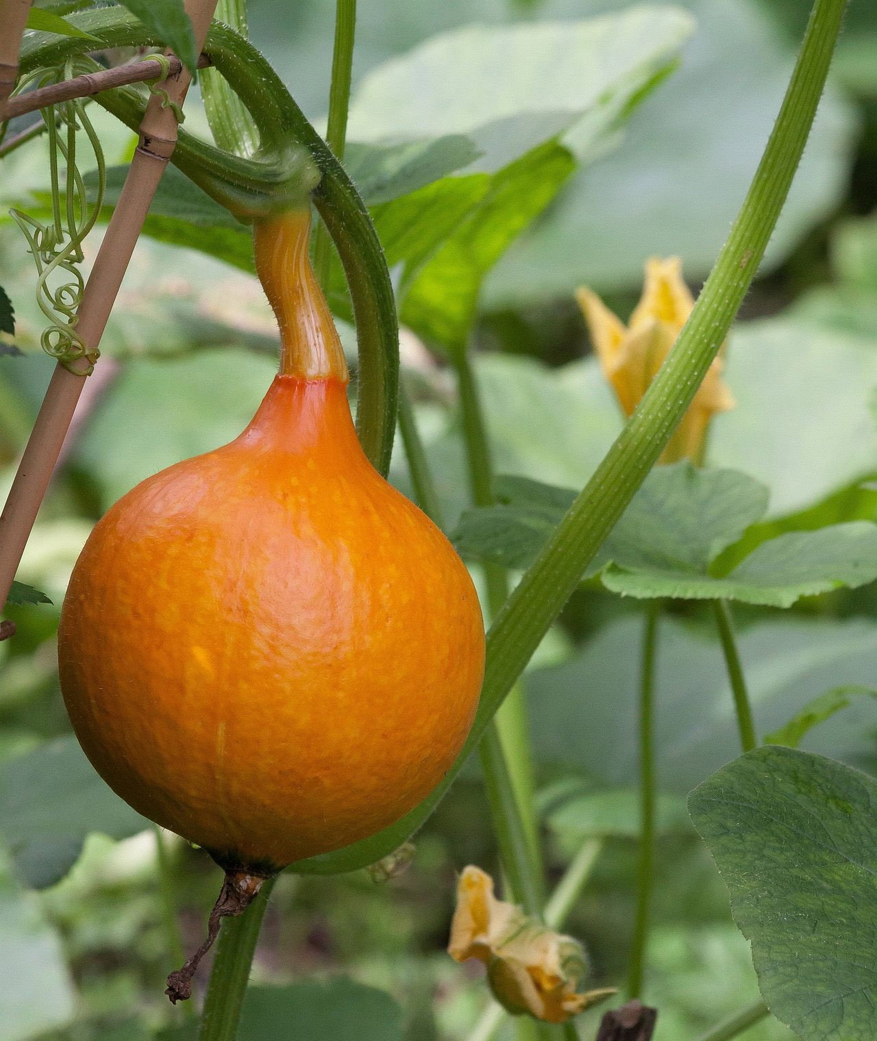 Kürbis Hokkaido - Cucurbita maxima Hokkaido günstig kaufen