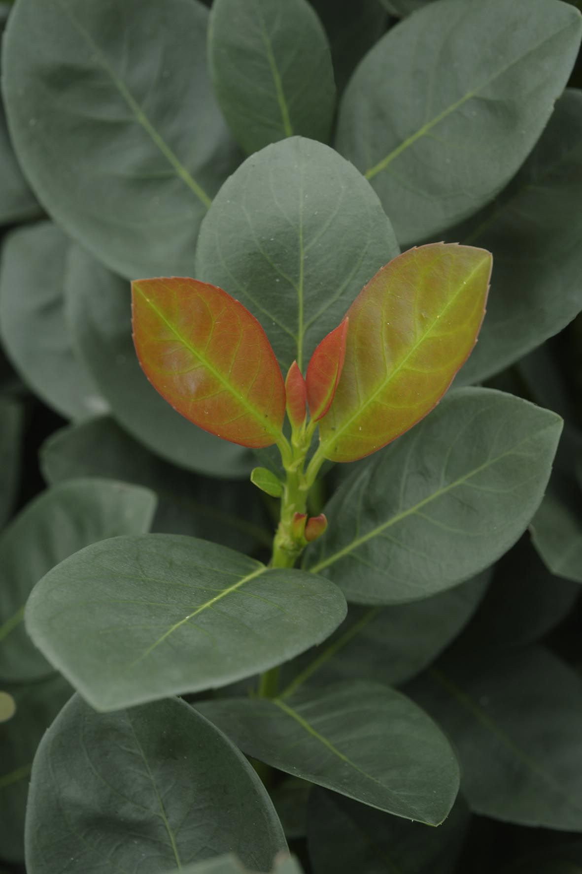 Kirschlorbeer Miniredia - Prunus laurocerasus Miniredia gnstig kaufen