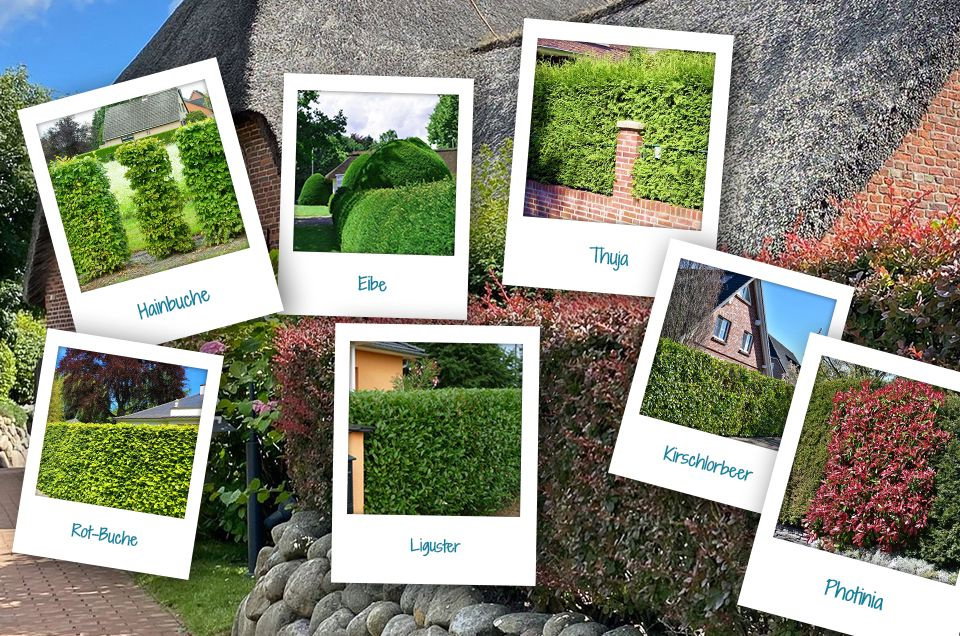 Hecken Reparaturset einzelne Heckenpflanzen zum Nachpflanzen günstig