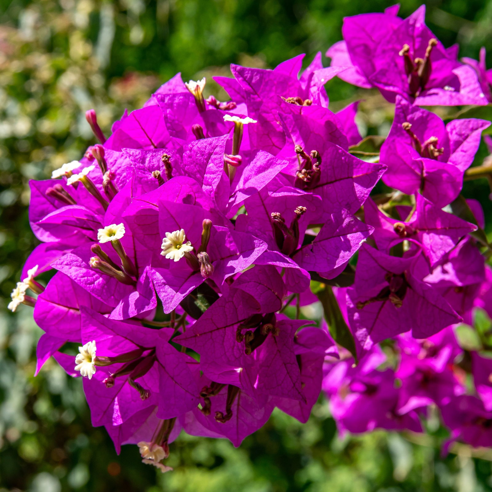 Drillingsblume - Bougainvillea gnstig kaufen